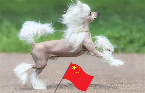 8 Most Popular Chinese Dog Breeds Dog Fan Club