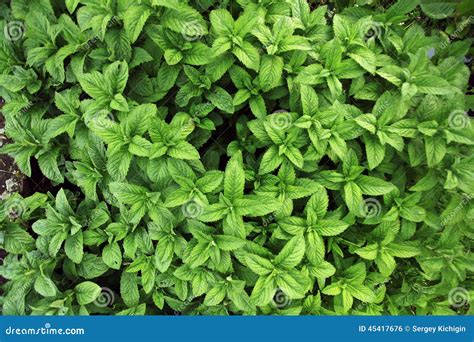 Fresh Mint Herb Texture Grass Stock Photo Image Of Gardening Close