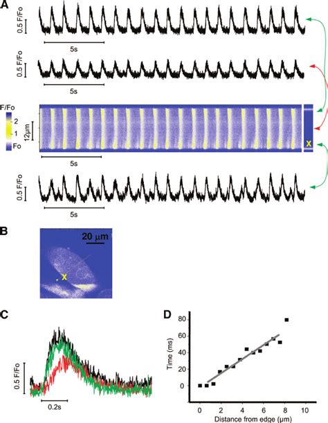 Action Potential Initiated Calcium Ap Ca Traverses The Cell Via A