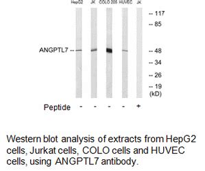 Angptl Antibody Aat Bioquest