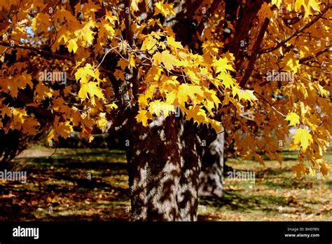 Sugar maple tree fall hi-res stock photography and images - Alamy