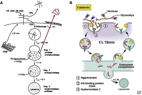 A The Model Reproduced From 11 Shows How The Cell Surface Heparan