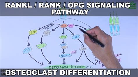 Rankl Rank Opg Signaling Pathway Osteoclast Differentiation Youtube