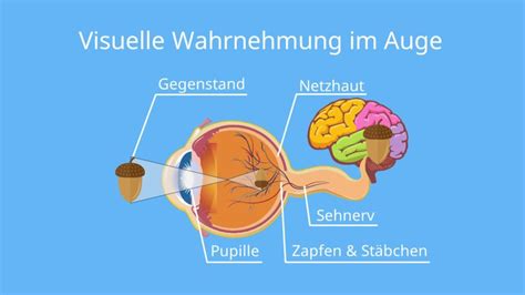 Visuelle Wahrnehmung Einfach Erkl Rt Mit Video