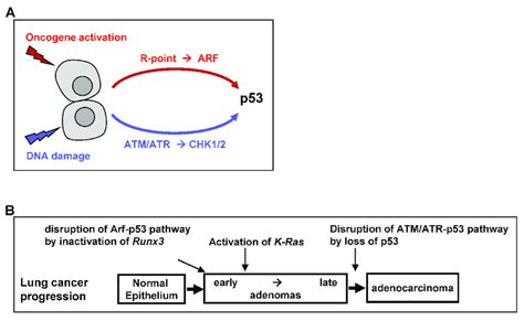 Inactivation Of P Tumor Suppressor Pathways A Two Major Pathways