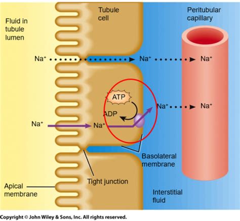 Bulk Reabsorption In The Proximal Convoluted Tubule Flashcards Quizlet