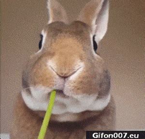 Gif 578: Funny Rabbit, Eating Dandelion, Flower | Gifon007.eu