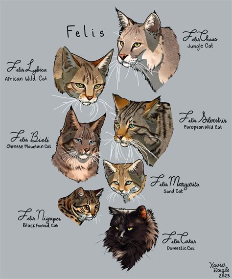 Felis by DarkMasterOfDragons on DeviantArt