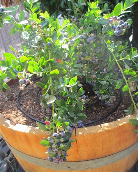 Andie's Way: Blueberries