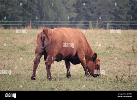 Angus cattle hi-res stock photography and images - Alamy