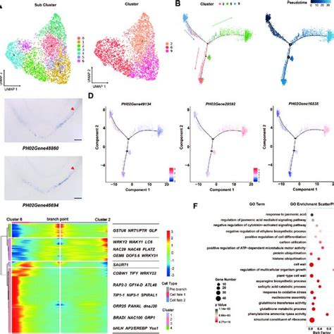 Differentiation Trajectories Of Basal Root Cap Cells A A Continuous