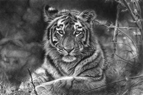 Fearless Hyper Realistic Pencil 130hrs Drawing By Prabath Zoysa