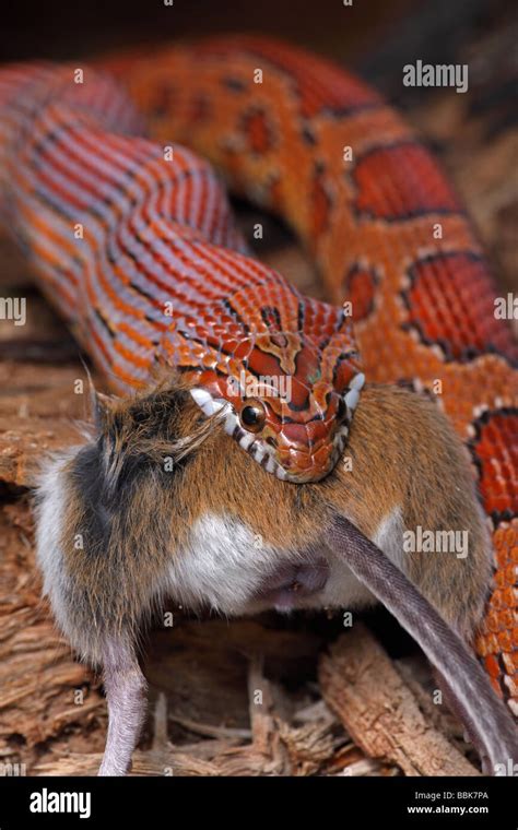 Corn Snake Pantherophis Guttatus Captive Swallowing A Mouse