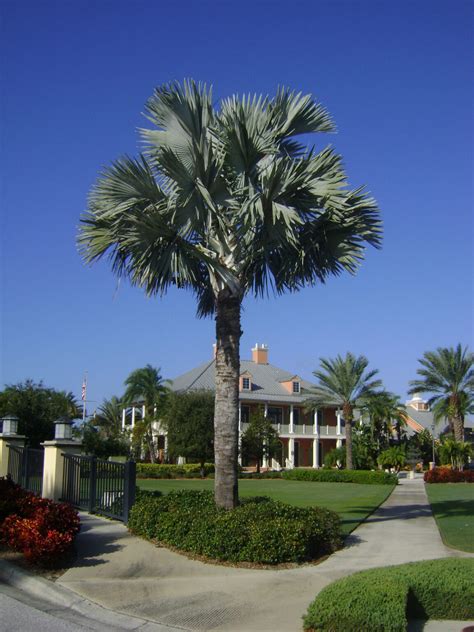 Buy Bismark Palm Trees In Miami Ft Lauderdale Kendall