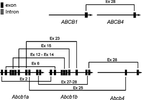 The Schematic Representation Of Gene Conversion Tracts In The Download Scientific Diagram