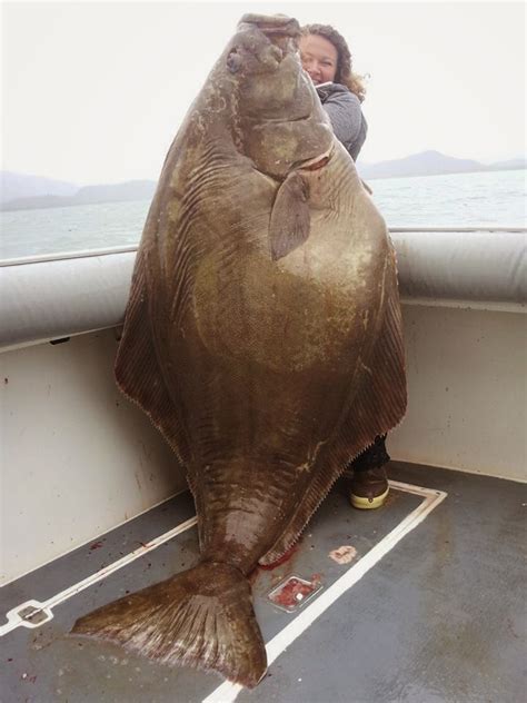 How To Fishing Halibut Fishing With Tiagra 30s In Homer Alaska