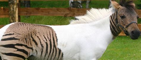 Zebralo Animal Híbrido Do Cruzamento De Zebra Com Cavalo Blog Rodeo West