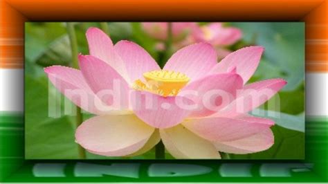 The National Flower of India, Indian National Flower, Lotus