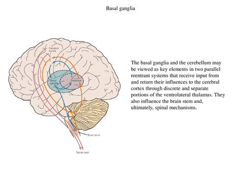 Basal Ganglia The Basal Ganglia And The Cerebellum May Be Viewed As Key