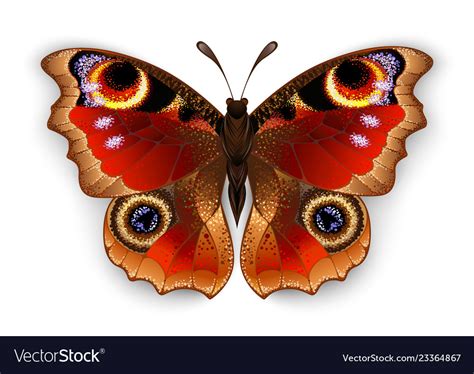 Butterfly peacock eye Royalty Free Vector Image