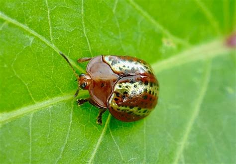 The Double Life of a Fungus: Defends Beetle, Attacks Plant | The ...