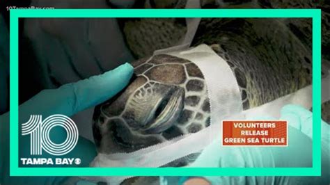 Clearwater Marine Aquarium Releases Green Sea Turtle After Lengthy