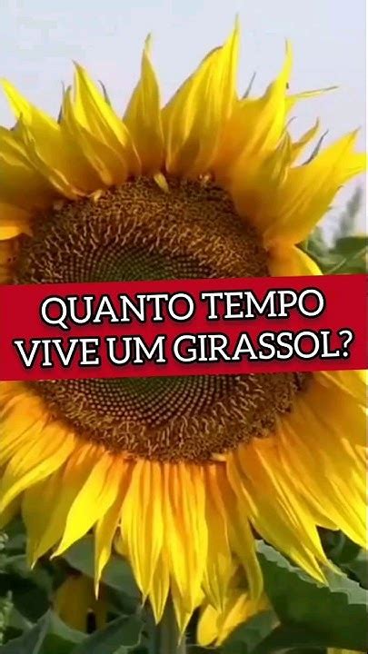 Quanto Tempo Dura Um Girassol - QUANTO TEMPO VIVE UM GIRASSOL? #flores #horta #plantas - YouTube