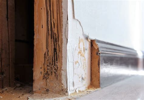 How Long Does A Termite Treatment Last Emtec Pest Control