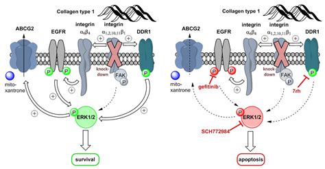 Ijms Free Full Text Targeting Discoidin Domain Receptor 1 Ddr1