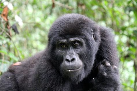 Safari To See Apes In Uganda Eco Adventure Safaris