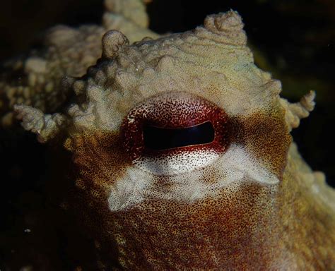The Eyes Of The Octopus Vulgaris: Let's Take A Peek! - OctoNation - The