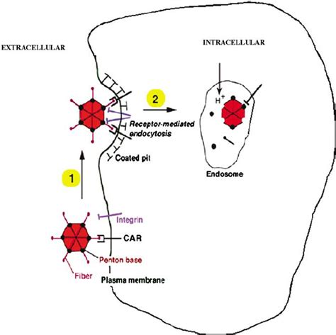 Entry Of Adenovirus Into Cells Via Specific Binding Of A Viral Ligand