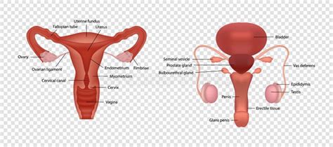 Ilustraciones Realistas De Los Sistemas Reproductivos Humanos