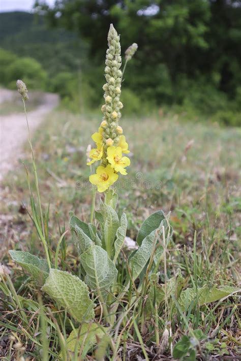 Typisch Gelbe Gebirgsblumen Sich Während Der Ausflüge Leicht