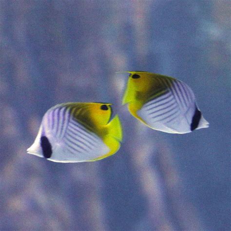 Threadfin Butterflyfish