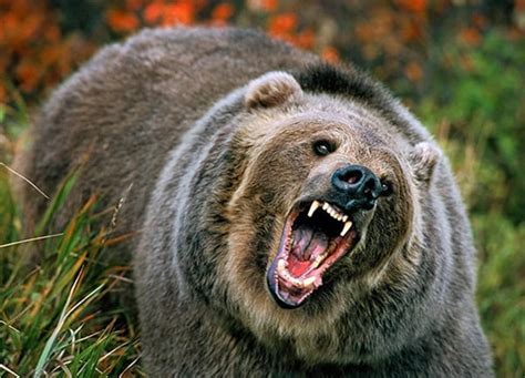 20 Fun Facts about Grizzly Bears - Tail and Fur