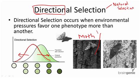 Disruptive Selection Definition