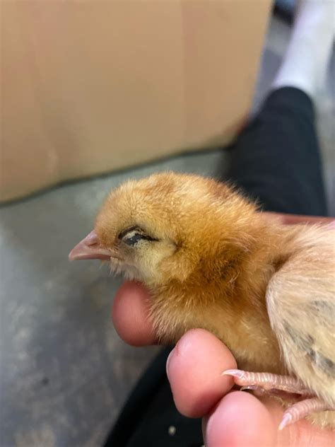 Baby chicken help : r/chickens