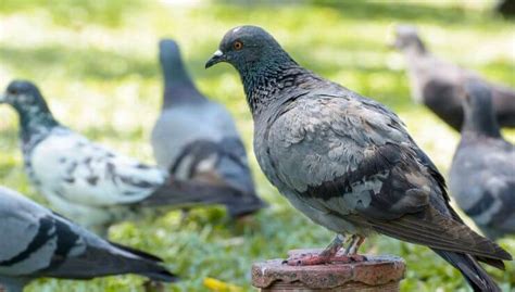 How To Get Rid Of Wood Pigeons From Your Garden Fasci Garden