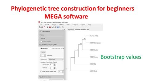 Phylogenetic Analysis For Beginners Using MEGA 11 Software YouTube