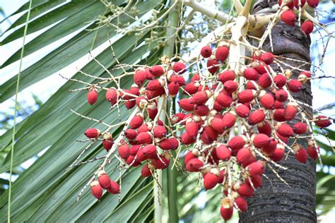 Bunches Of Normanbya Normanbyi Fruits Stock Photo At Vecteezy