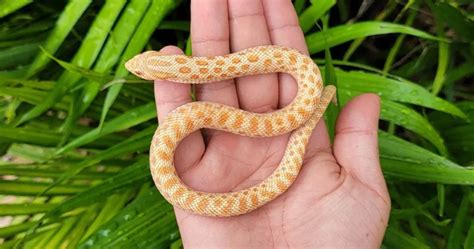 Snake as Pets: Your Go-To Guide by | Critter Stop