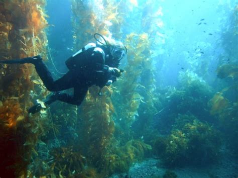 File:Diver in kelp forest.jpg - Wikipedia