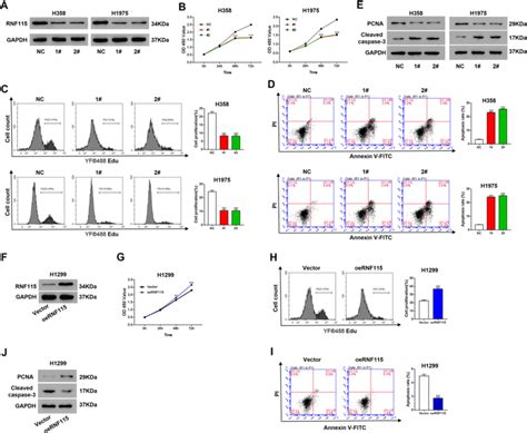 Effectiveness Of Rnf Expression On Proliferation And Apoptosis In