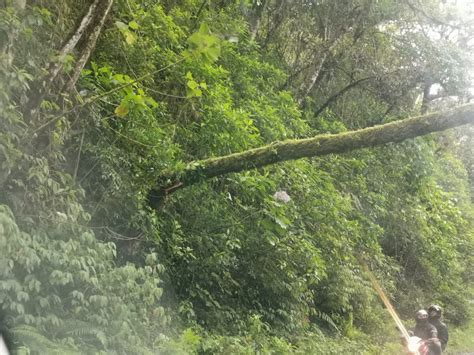 Caída de árbol complica paso por el cerro de La Muerte