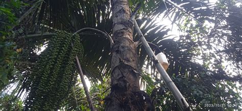 seho pohon rupiah    dilirik halmaherapediacom