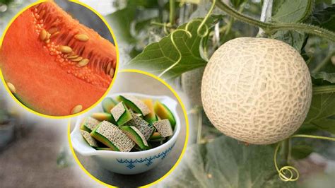 Melon Trucs Merveilleux Pour Recycler La Peau Et Les P Pins