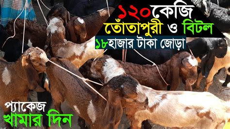 তোঁতাপুরি হরিয়ানা ও বিটল জাতের ছাগল প্যাকেজ ১৮ হাজার টাকা জোড়া