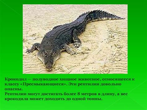Крокодил - презентация онлайн