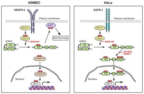 Cells Free Full Text Vegf Stimulates Activation Of Erk In The